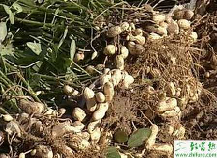 秋花生的栽培经验