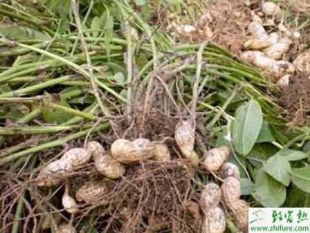 种花生叶螨发生与防治