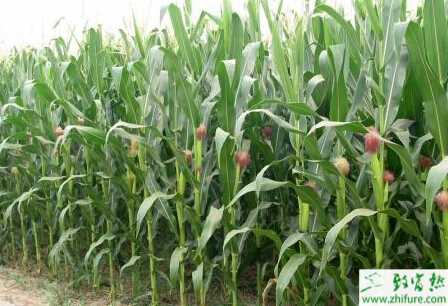 晚播夏玉米的管理要点