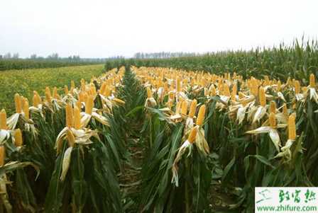 种玉米伏旱及其综合防御