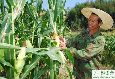 种玉米地老虎的防治