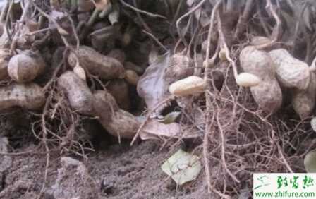 种花生要高产需掌握好播种