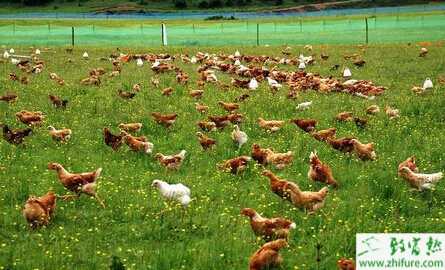 养鸡鸡疫苗保存的经验