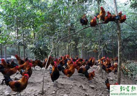 养鸡节料的经验