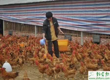 养鸡大蒜的妙用