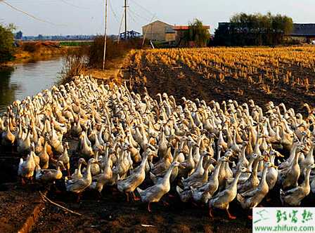 养鸭的秋鸭赶养的技巧