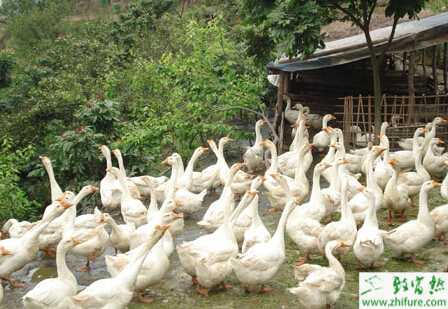 养鹅给母鹅补料需“三看”