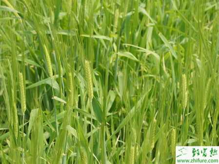 种小麦冬管五要点