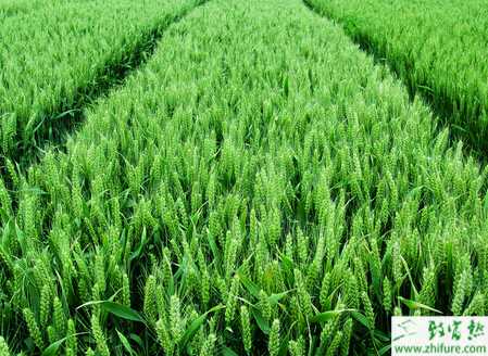 种小麦越冬期管理八要点