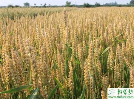 种小麦如何防止冬季死苗
