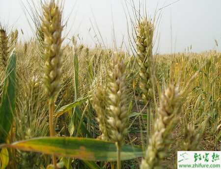 种小麦防止小麦旺长措施