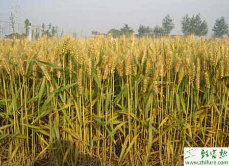 种小麦沼液浸种促增产办法