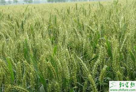 种小麦施腊肥有讲究