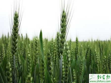 种小麦种子处理技巧