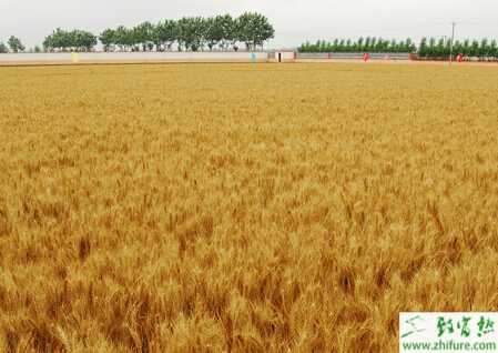 种小麦合理施肥要点