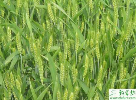 种小麦根据晚播小麦特点抓春管