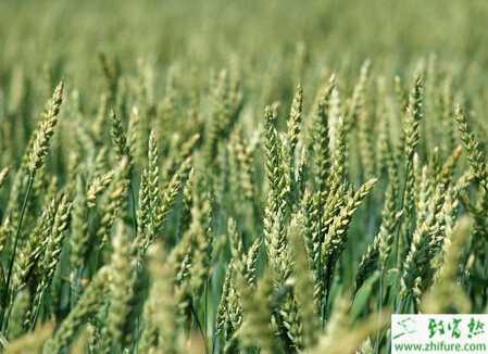 种小麦吸浆虫防控迫在眉睫