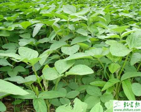 种大豆根腐病的防治