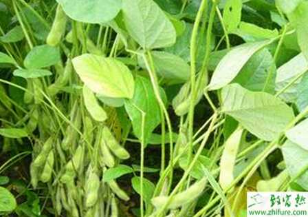 种大豆菌核病发病规律及防治