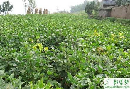 种大豆的防治病虫害