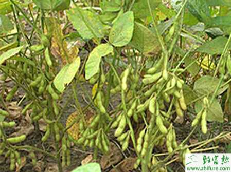 种大豆灰星病的防治