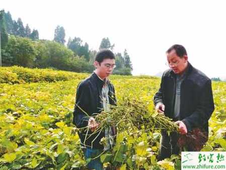 种大豆卷叶螟的防治