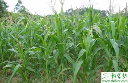 种夏玉米长“牛尾巴”怎么办