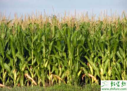种夏玉米田间管理技术