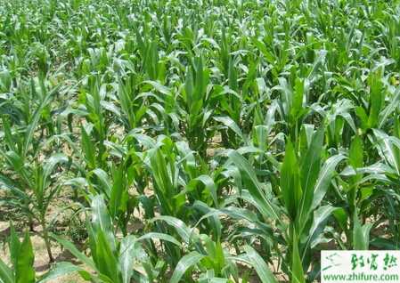 种夏玉米中后期的田间管理措施