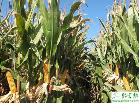 山区玉米地膜覆盖栽培经验