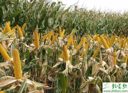 种玉米后期的增产关键技术措施
