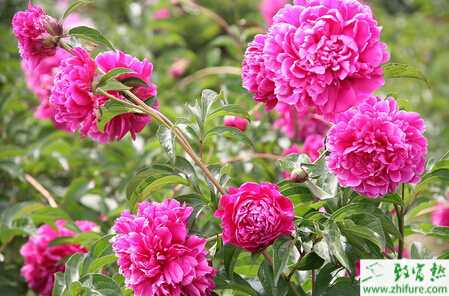 种牡丹如何分株繁殖