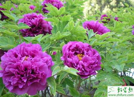 种牡丹病虫的防治