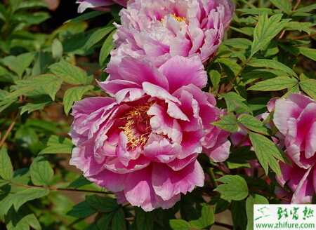 种牡丹快速繁殖技术