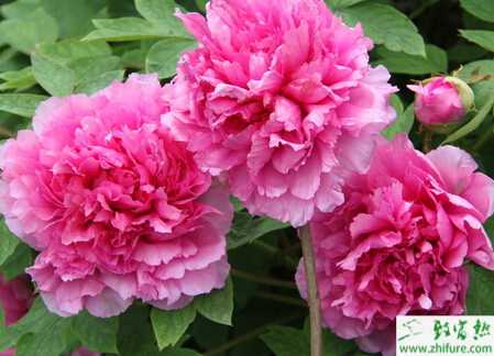 种药牡丹间作套种高产栽培