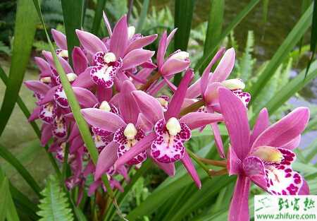 种兰花促香技术