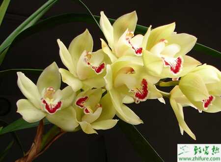 种兰花水栽的管理