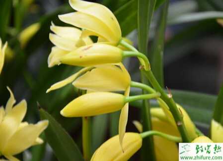 种兰花叶尖枯焦的致因与防治