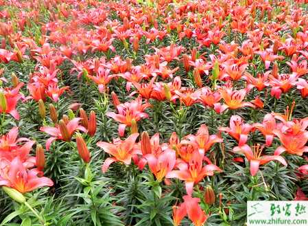 种百合繁殖新技术