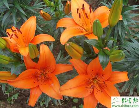 种百合的反季节栽培