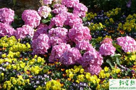 八仙花种植栽培经验