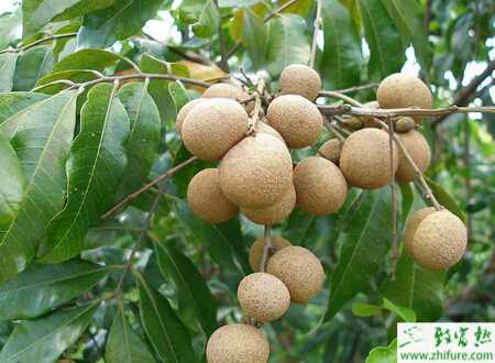 种龙眼秋季栽培技术