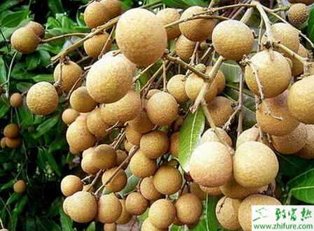 种龙眼花果的管理