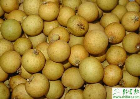 种龙眼肥水的管理