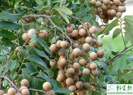 龙眼成年树如何保丰产