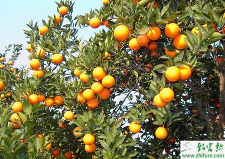 种脐橙的脐橙园管理