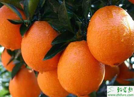 脐橙园出现冻害怎样防护应急