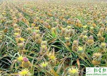 种菠萝的除芽留芽管理