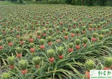 种菠萝之菠萝园施肥管理