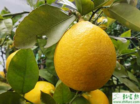 种柠檬修剪宜精心